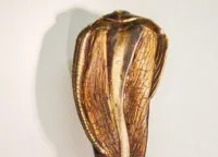 Schlangenholz